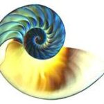 Nautalis Shell